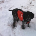 Hundejagdweste Hunting Cover von Non-Stop Dogwear,Gr S Bild 1