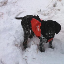 Hundejagdweste Hunting Cover von Non-Stop Dogwear,Gr S Bild 1
