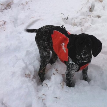 Hundejagdweste Hunting Cover von Non-Stop Dogwear,Gr S Bild 1