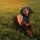 Hundejagdweste Hunting Cover von Non-Stop Dogwear,Gr S Bild 2