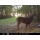 Moultrie A-5 5mp Low Glow Infrared Camera Wildkamera  Bild 2