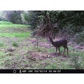 Sell-tex 12 MP Wildkamera schwarze LED WK3 Full HD Bild 1