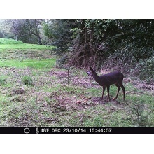 Sell-tex 12 MP Wildkamera schwarze LED WK3 Full HD Bild 1