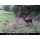 Sell-tex 12 MP Wildkamera schwarze LED WK3 Full HD Bild 1