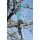 Gardena 302-20 cs-Baumschere mit Ziehhlse Bild 3
