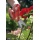 WOLF-Garten 7216000 Florist.Gartenschere RA-X Bild 2