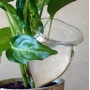 4 Durstkugeln Bewsserungskugeln Durstkugel Pflanzensitter GFGR Bild 1