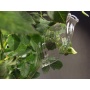 Durstkugel / Bewsserungskugel,8 Stck. Rillenglas Olive, mundgebl. Lauscha Bild 1
