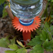 Caraselle Wasserspender Bewsserungssystem fr Pflanzen Bild 1