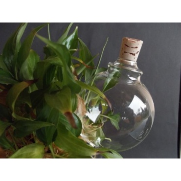 3 Stück Durstkugeln , Bewässerungskugel mit. Korken und kleinen Ring ca. 8cm, Lauscha Bild 1