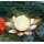 Esotec Solar Leuchtblte, weies Licht 102048 Bild 2