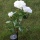 Solar Gartenstecker LED Blume Licht Deko Wei Rose Bild 3