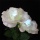 Solar Gartenstecker LED Blume Licht Deko Wei Rose Bild 4