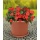Blumentopf 40cm inkl. Untersetzer terracotta Bild 1