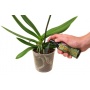 100 ml, Orchideendnger flssig,Growth Technology Bild 1