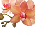 Biocin Orchideendnger Spray 500 ml  Bild 1
