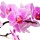 Biocin Orchideendnger Spray 500 ml  Bild 3