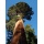 Seedeo Anzuchtset Berg,Mammutbaum (Sequoia. gigantea) Bild 1