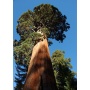 Seedeo Anzuchtset Berg,Mammutbaum (Sequoia. gigantea) Bild 1