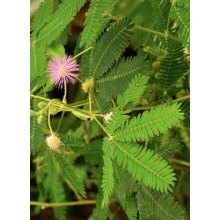 Seedeo Anzuchtset Echte Mimose (Mimosa pudica) Bild 1
