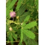 Seedeo Anzuchtset Echte Mimose (Mimosa pudica) Bild 1