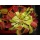 Seedeo Anzuchtset Venus Fliegenfalle Dionaea muscipula Bild 2