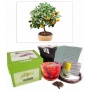 Bonsai Anzuchtset Zitrusbaum,Grow Your Secret Garden Bild 1