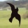 Windhager Vogel-Silhouetten, 3 Stck,Vogelabwehr  Bild 2