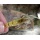 200x Shrimp Fischkder Naturkder Angeln von thkfish Bild 1